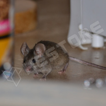 H55631 / Ultrahangos rágcsálóriasztó - 230V - 50 m2 (55631 / ISOTRONIC)