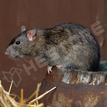 H55631 / Ultrahangos rágcsálóriasztó - 230V - 50 m2 (55631 / ISOTRONIC)